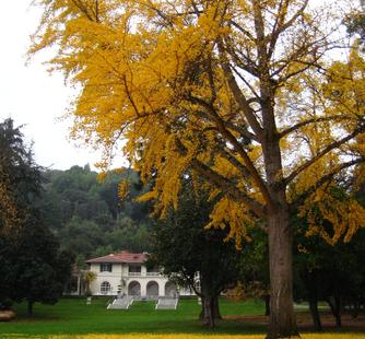 The Ginkgo tree turns golden in the fall.